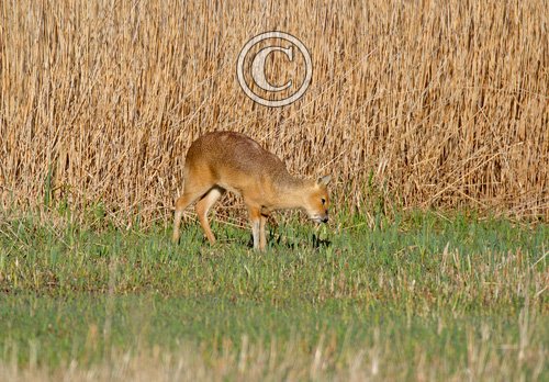 Chinese Water Deer 9